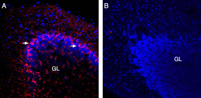 Vesicular GABA Transporter (VGAT) Antibody in Immunohistochemistry (Frozen) (IHC (F))