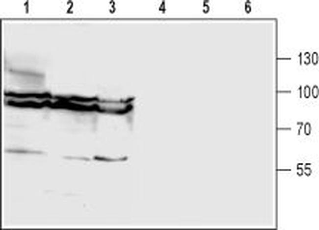 GlyT1 (SLC6A9) (extracellular) Antibody in Western Blot (WB)