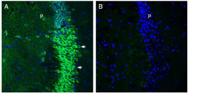 SLC6A15 Antibody in Immunohistochemistry (Frozen) (IHC (F))