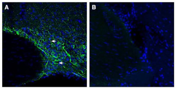 SMCT1 (SLC5A8) Antibody in Immunohistochemistry (Frozen) (IHC (F))