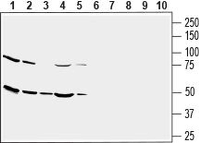 GLUT3 (extracellular) Antibody in Western Blot (WB)