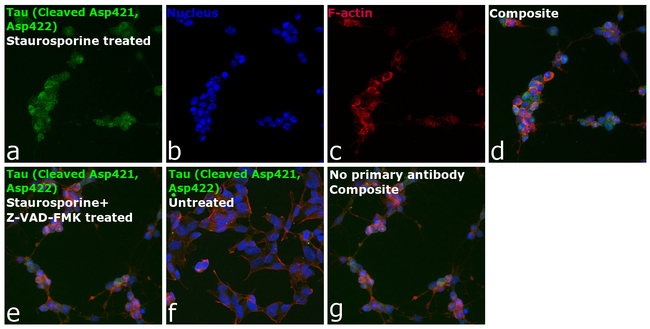 Tau (Cleaved Asp421, Asp422) Antibody in Immunocytochemistry (ICC/IF)