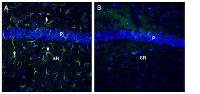 OTOP1 Antibody in Immunohistochemistry (Frozen) (IHC (F))