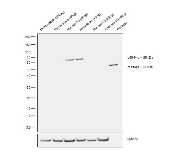 c-Myc Antibody in Western Blot (WB)