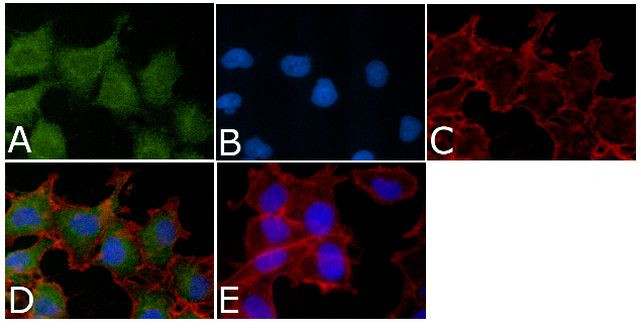 Bcl-X Antibody in Immunocytochemistry (ICC/IF)