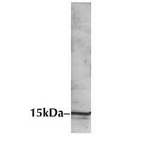RIT1 Antibody in Western Blot (WB)