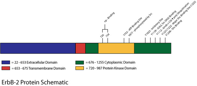 ErbB2 Antibody