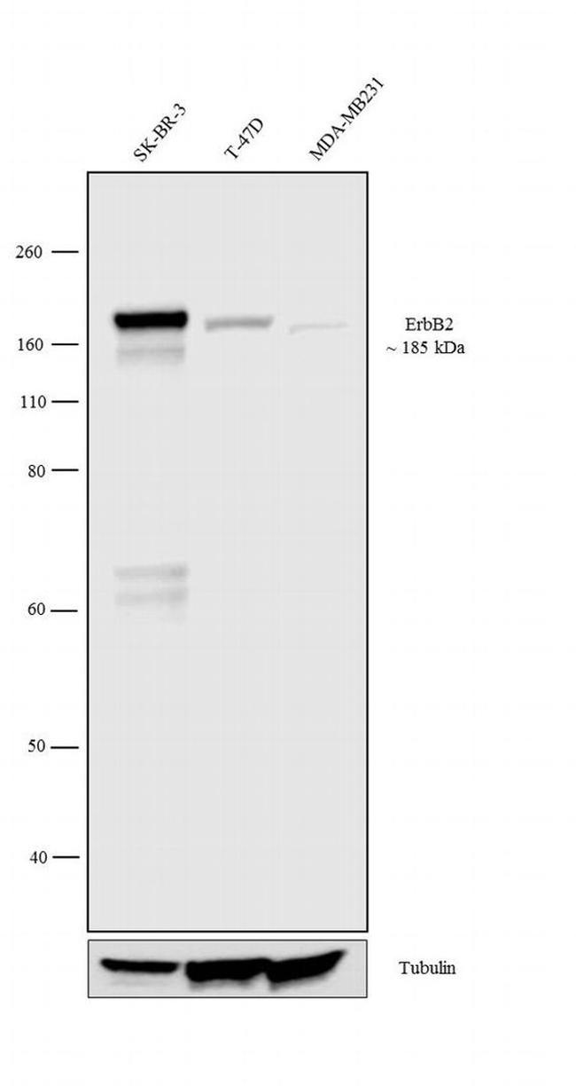 ErbB2 (HER-2) Antibody in Western Blot (WB)