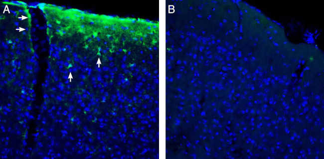 GPR81/HCAR1 Antibody in Immunohistochemistry (Frozen) (IHC (F))