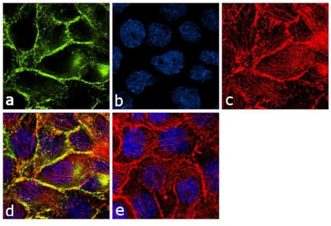 EGFR Antibody in Immunocytochemistry (ICC/IF)