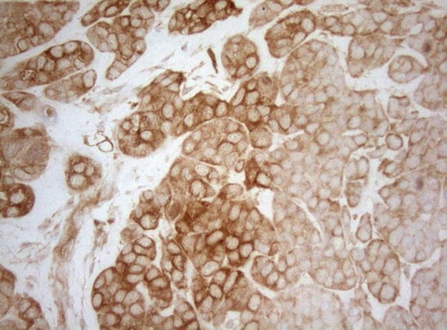 AHSA1 Antibody in Immunohistochemistry (Paraffin) (IHC (P))