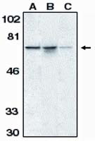 AIF Antibody in Western Blot (WB)