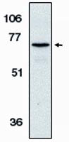 AIF Antibody in Western Blot (WB)