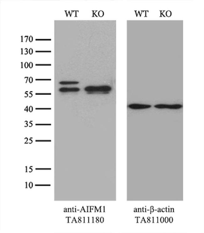 AIFM1 Antibody in Western Blot (WB)
