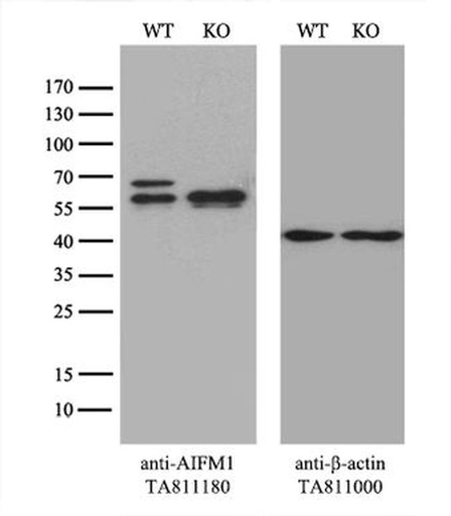 AIFM1 Antibody in Western Blot (WB)