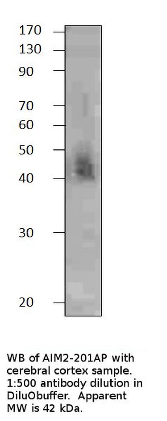 AIM2 Antibody in Western Blot (WB)
