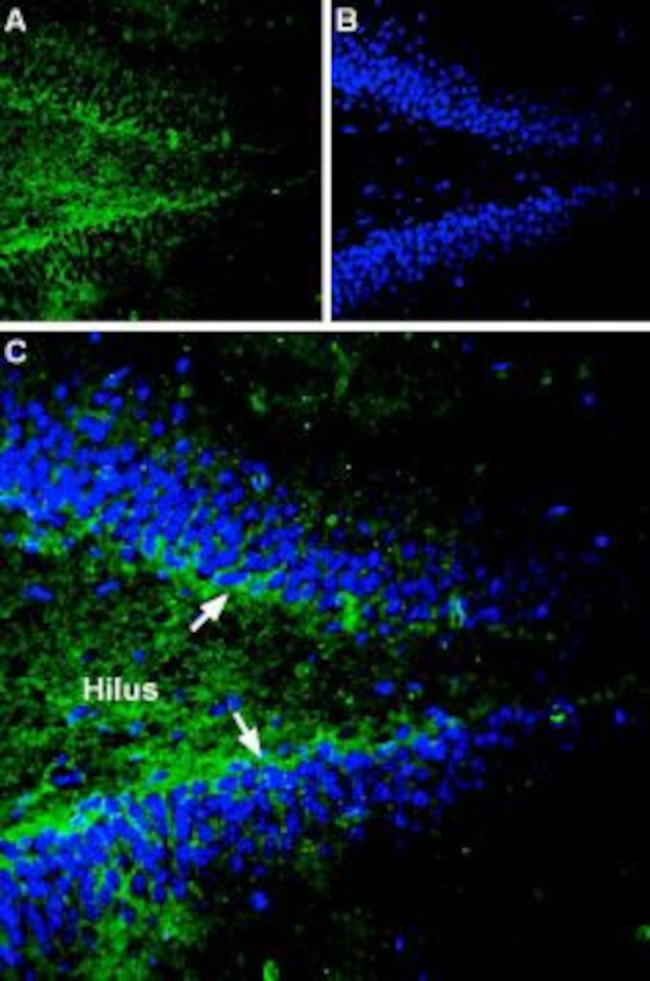Gephyrin Antibody in Immunohistochemistry (IHC)