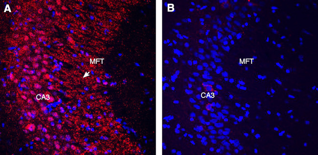 Gephyrin Antibody in Immunohistochemistry (Frozen) (IHC (F))