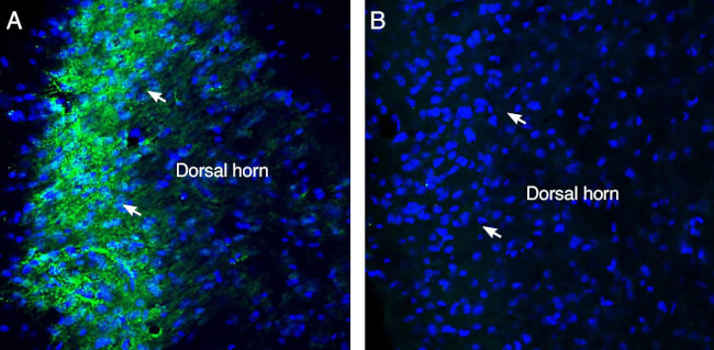 Sigma-1 Receptor Antibody in Immunohistochemistry (Frozen) (IHC (F))