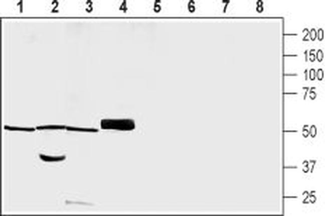 PACSIN3 Antibody in Western Blot (WB)