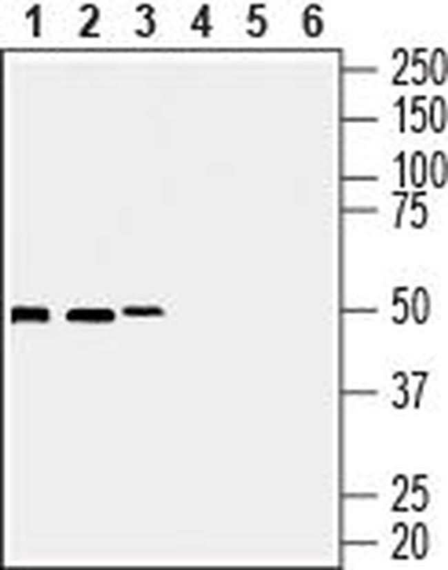 Septin-7 Antibody in Western Blot (WB)
