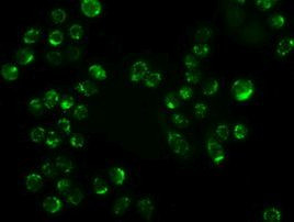 AK1 Antibody in Immunocytochemistry (ICC/IF)