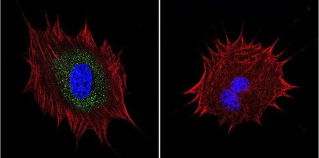 AKAP9 Antibody in Immunocytochemistry (ICC/IF)
