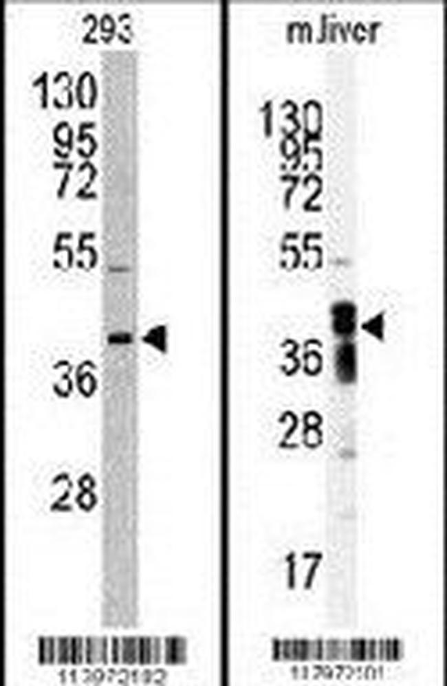 AKR7A2 Antibody in Western Blot (WB)