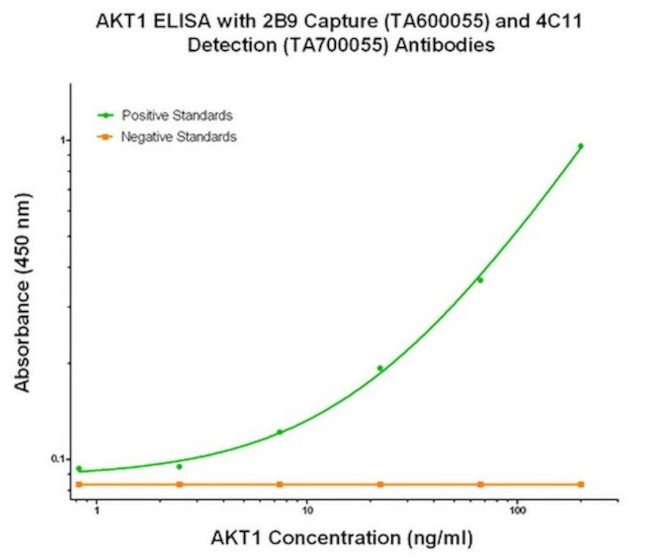 AKT1 Antibody in ELISA (ELISA)