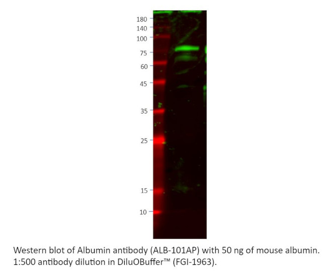 Mouse Albumin Antibody in Western Blot (WB)