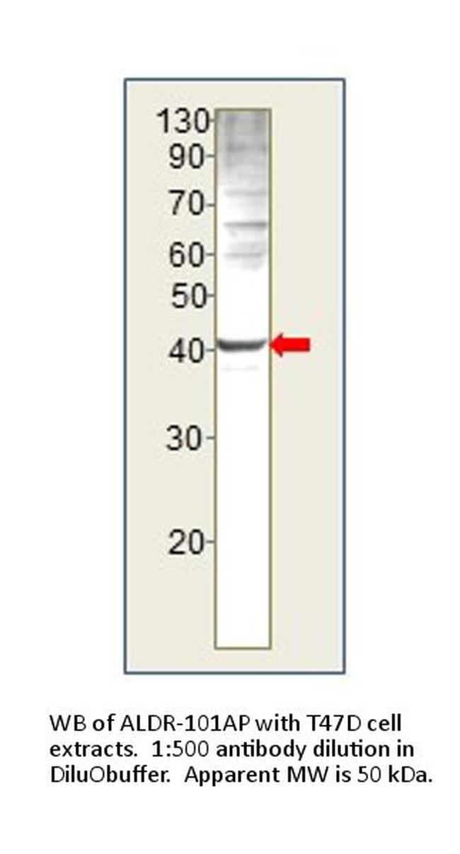 AKR1B1 Antibody in Western Blot (WB)
