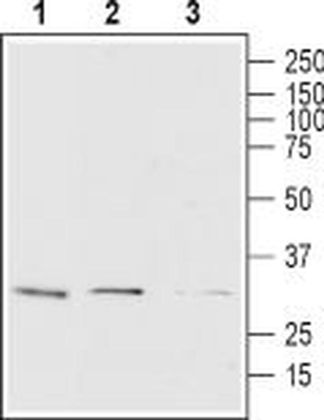 Orai1 (extracellular) Antibody in Western Blot (WB)