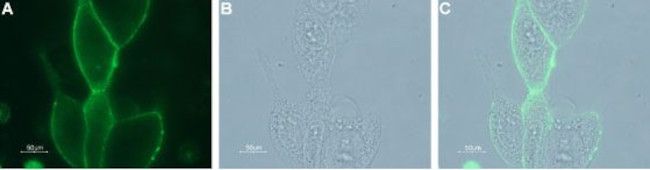 KCNN4 (KCa3.1, SK4) (extracellular) Antibody in Immunocytochemistry (ICC/IF)