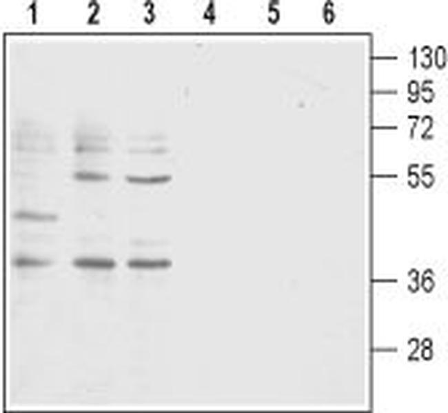 BLT1 (extracellular) Antibody in Western Blot (WB)