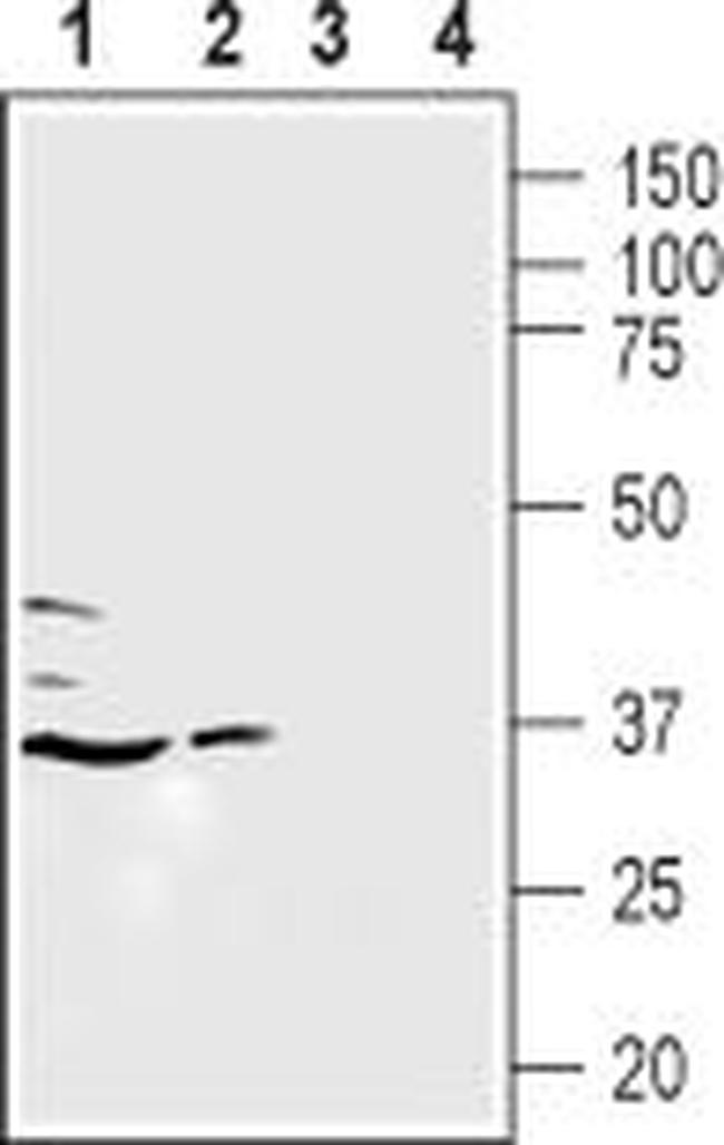 LPAR5 (extracellular) Antibody in Western Blot (WB)