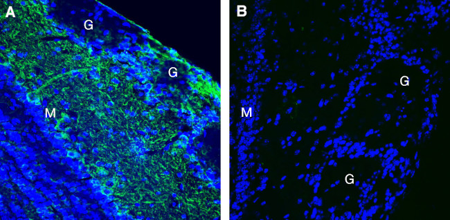 Leptin Receptor (extracellular) Antibody in Immunohistochemistry (Frozen) (IHC (F))