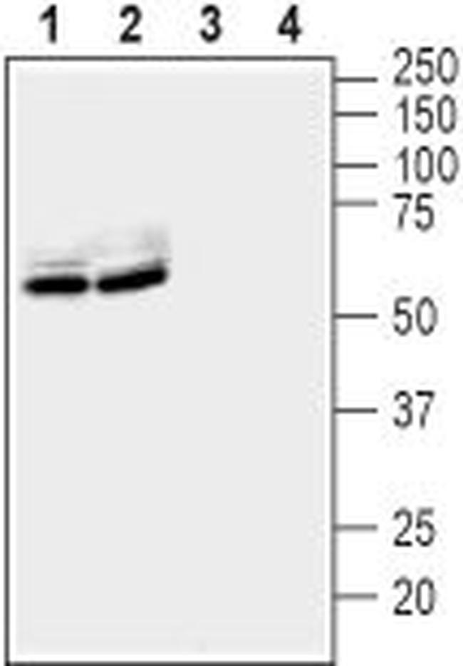 LGI1 Antibody in Western Blot (WB)