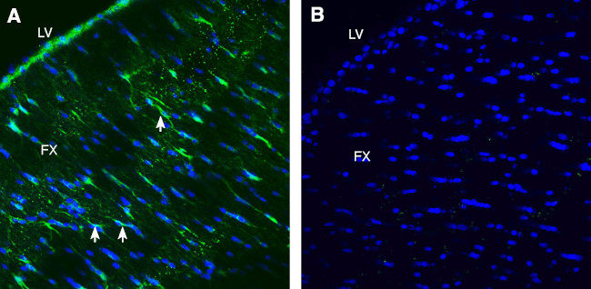 LRRC33 (extracellular) Antibody in Immunohistochemistry (Frozen) (IHC (F))