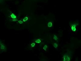 ALX4 Antibody in Immunocytochemistry (ICC/IF)