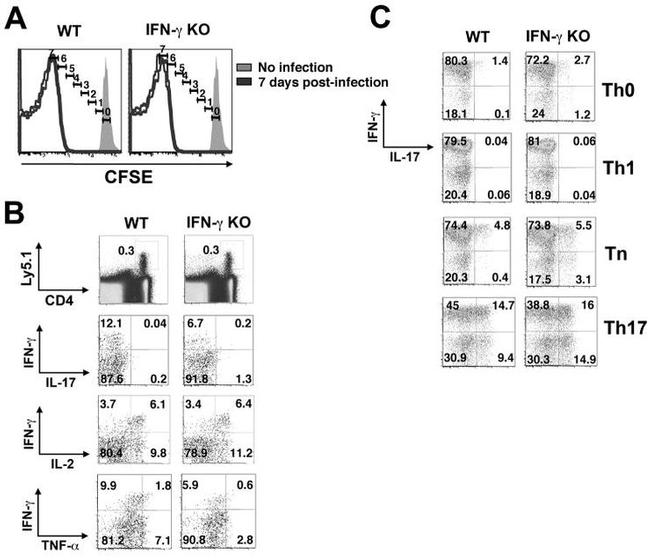IFN gamma Antibody in Flow Cytometry (Flow)