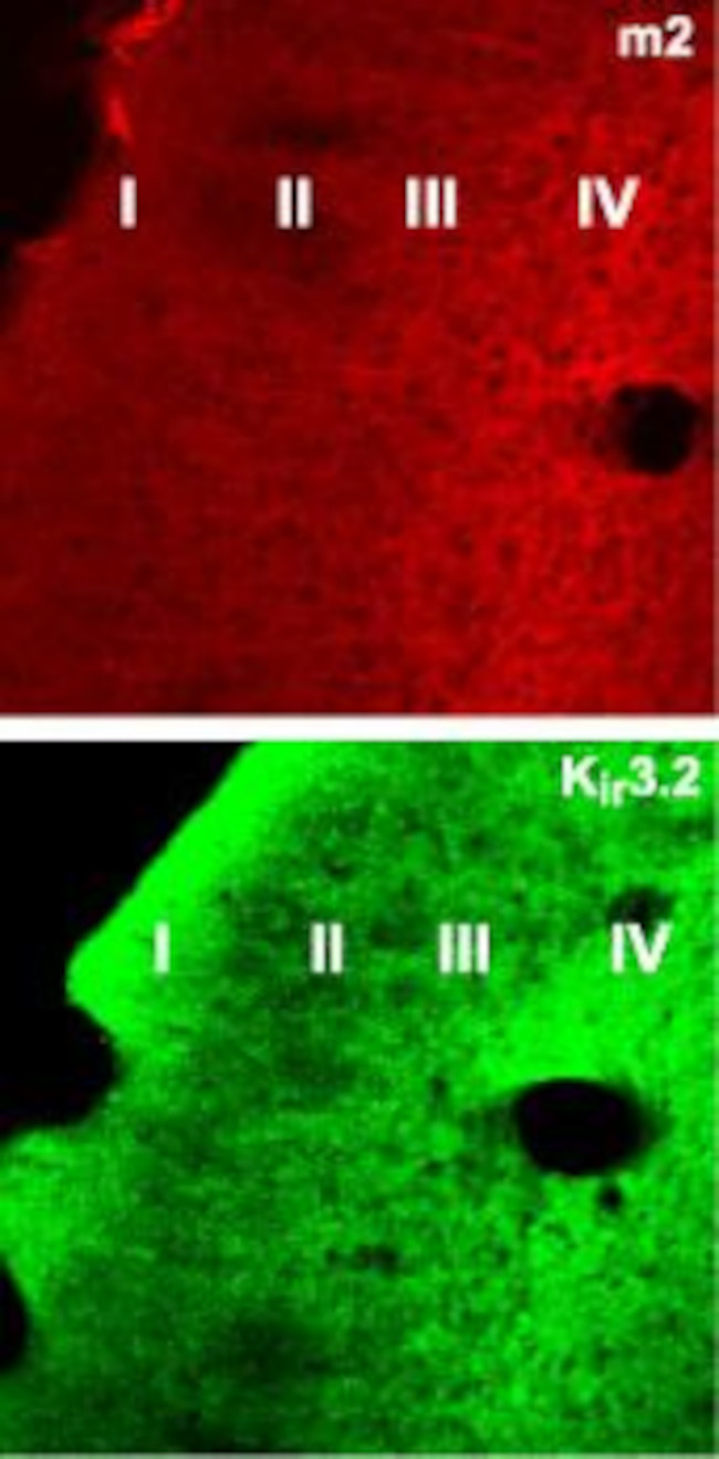 CHRM2 Antibody in Immunohistochemistry (Frozen) (IHC (F))