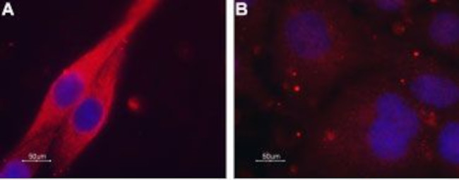 CHRM4 Antibody in Immunocytochemistry (ICC/IF)