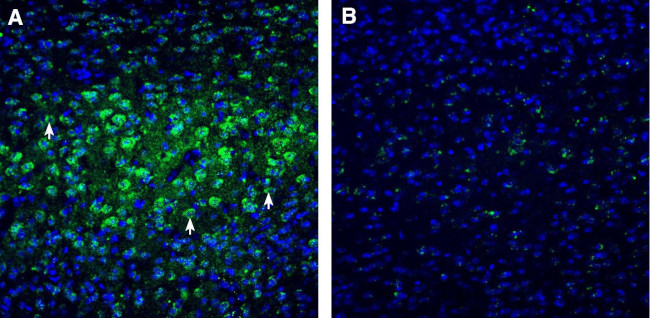 CHRM3 Antibody in Immunohistochemistry (Frozen) (IHC (F))