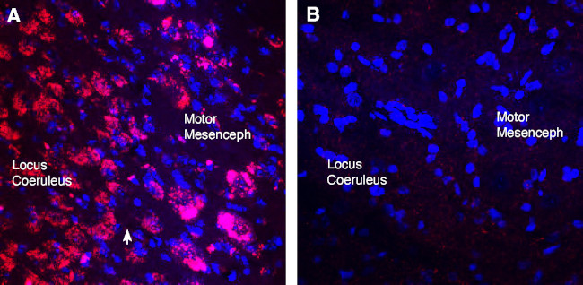 CHRM3 Antibody in Immunohistochemistry (Frozen) (IHC (F))