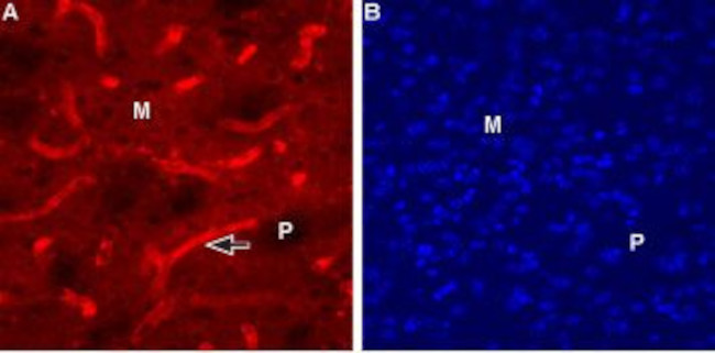 CHRM1 (443-458) Antibody in Immunohistochemistry (IHC)