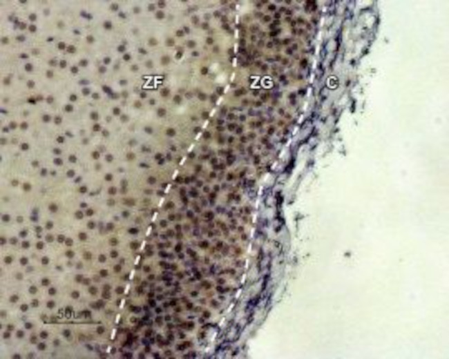 MC2 Receptor (extracellular) Antibody in Immunohistochemistry (Paraffin) (IHC (P))