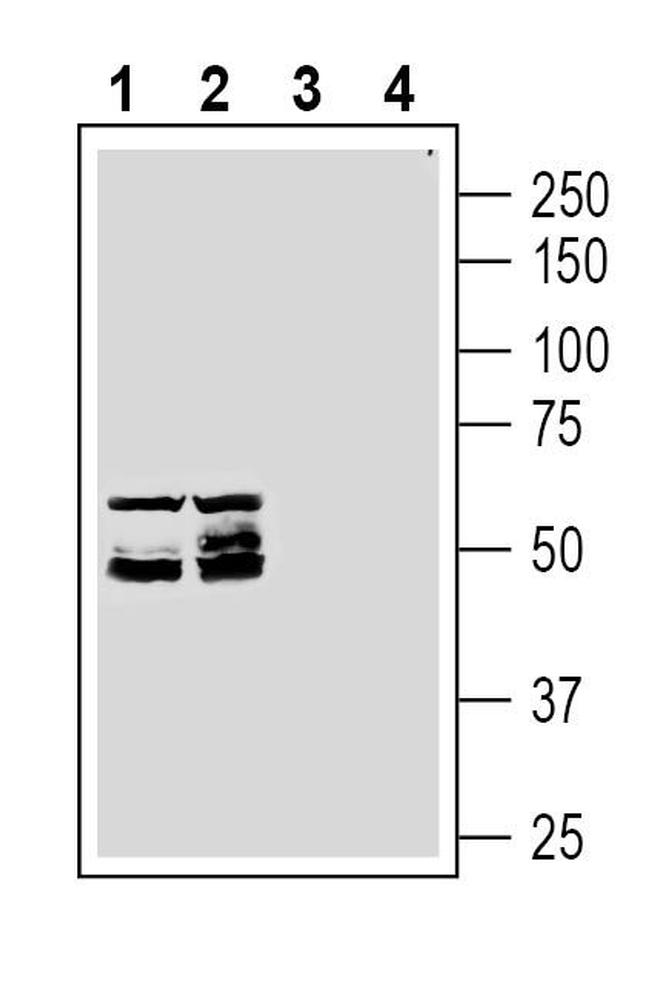 MRGPRD (GPCR TGR7) Antibody in Western Blot (WB)