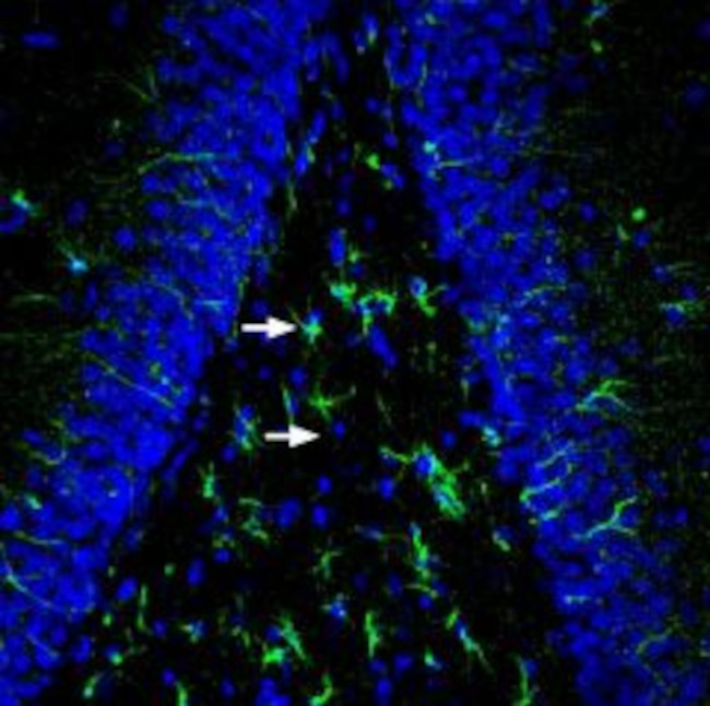 MRGPRE Antibody in Immunohistochemistry (Frozen) (IHC (F))