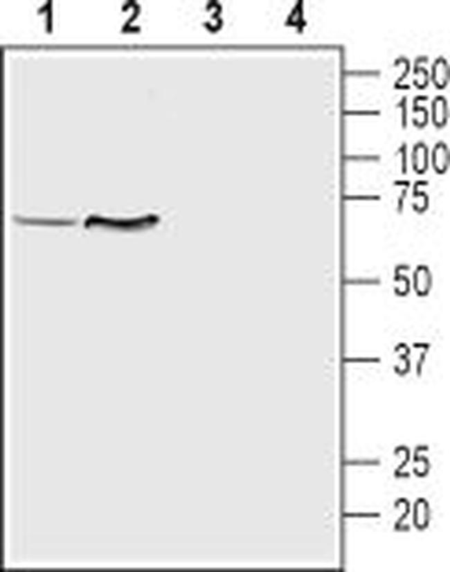 VMAT1 Antibody in Western Blot (WB)