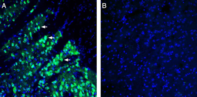SLC18B1 (VPAT) Antibody in Immunohistochemistry (Frozen) (IHC (F))